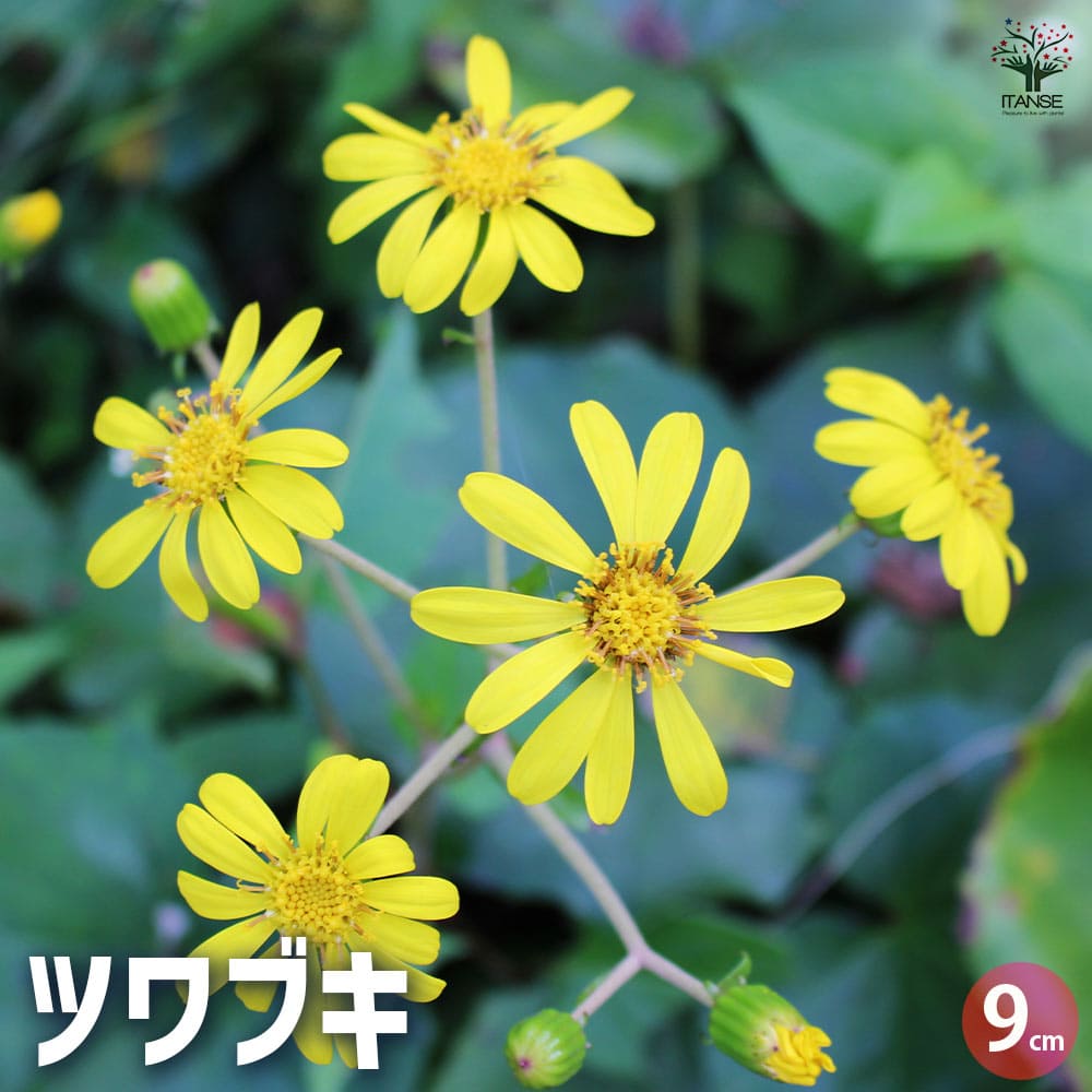 ツワブキ2個～ 【花苗 9cm】｜ 【植物のITANSE】全品送料