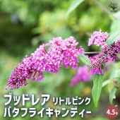 ブッドレア バタフライキャンディー リトルピンク 【花木苗 4.5号／1個売り】|植木・花木