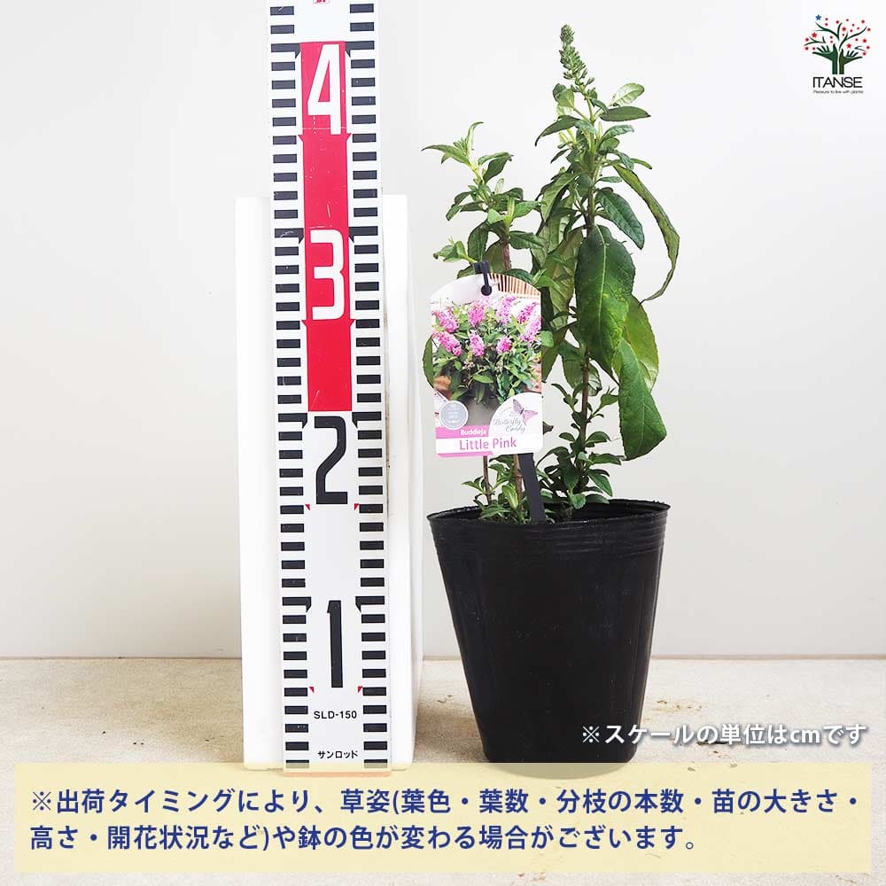 フリーセアキャンディストライプレア品種子株　切り苗 芝桜 苗 キャンディストライプ 多摩の流れ ピンク縞品種 9cmポット 80