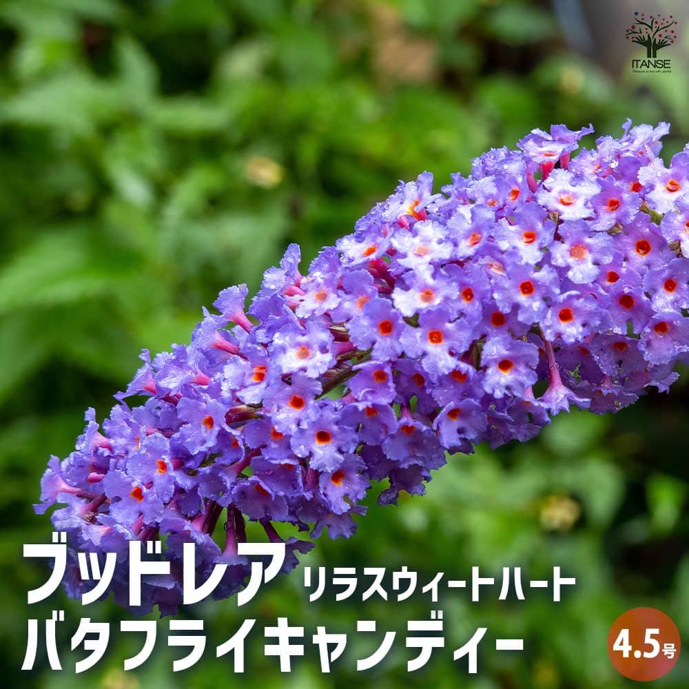 ブッドレア バタフライキャンディー リラスウィートハート 【花木苗