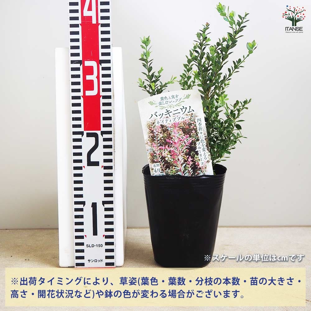 バッキニウム ネイティブブルー 【花木苗 4.5号／1個売り】｜ 【植物の