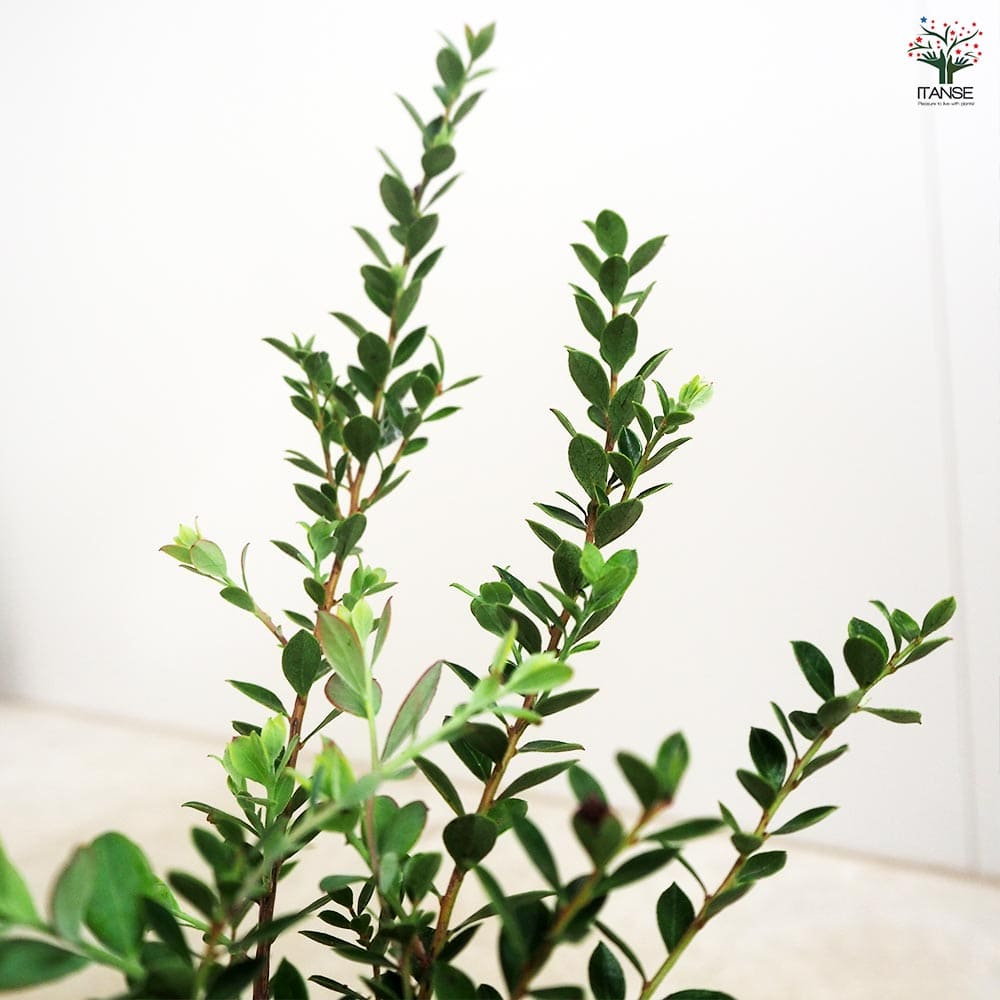 バッキニウム ネイティブブルー 【花木苗 4.5号／1個売り】｜ 【植物の