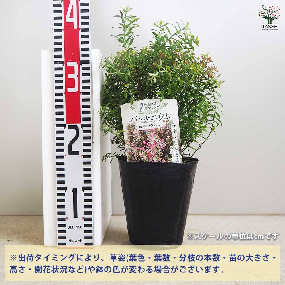 バッキニウム ローズブラッシュ 【花木苗 4.5号／1個売り】｜ 【植物の
