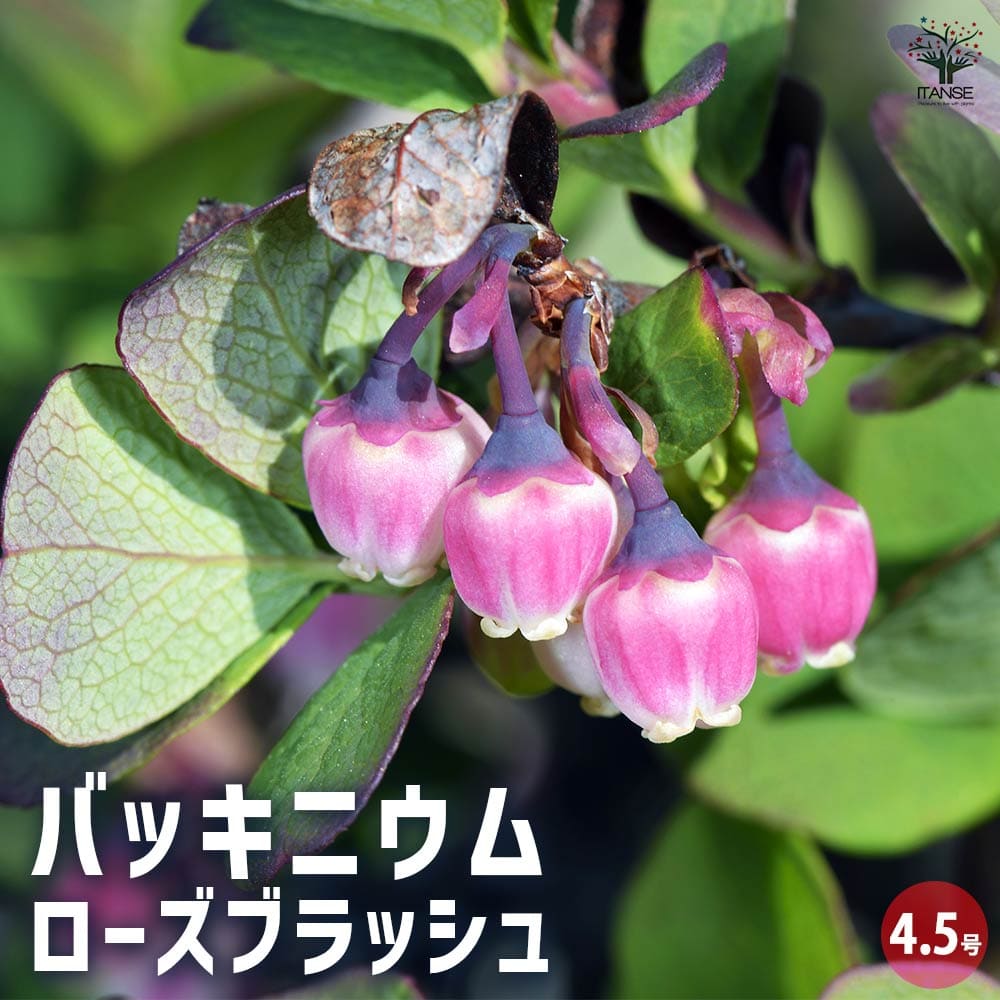 バッキニウム ローズブラッシュ 【花木苗 4.5号／1個売り】｜ 【植物の
