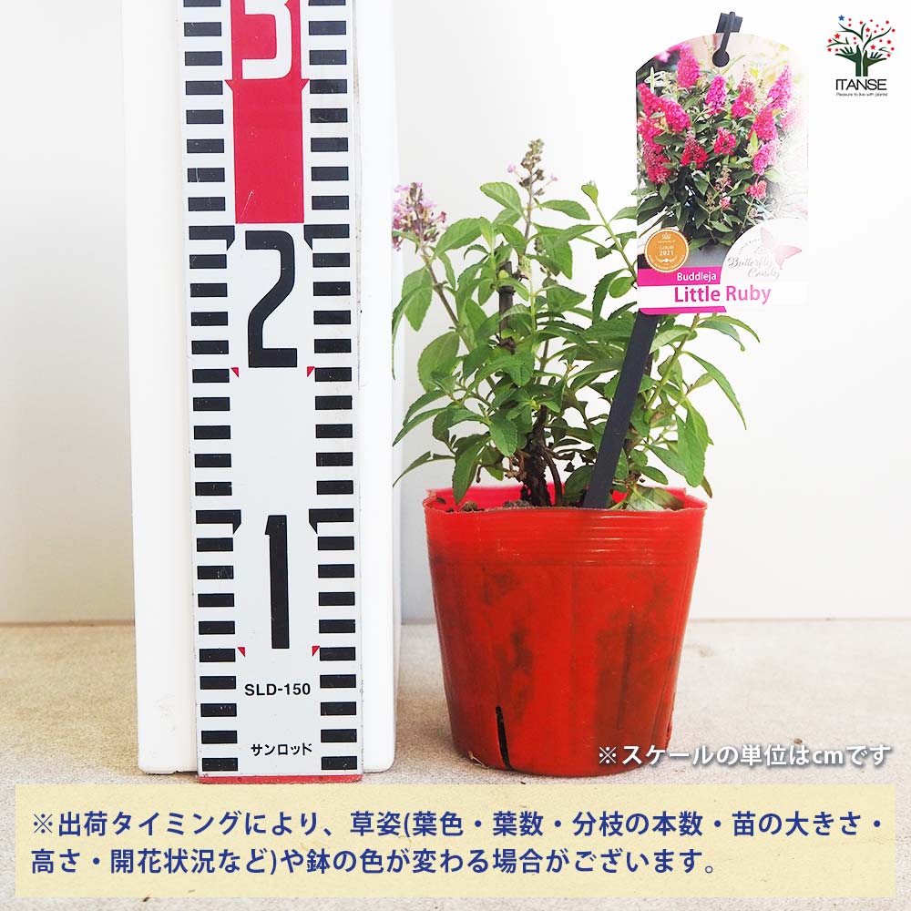 フリーセア、キャンディストライプ、レア品種子株切り苗 芝桜 苗 キャンディストライプ（多摩の流れ） 白地にピンク縞種 9cm