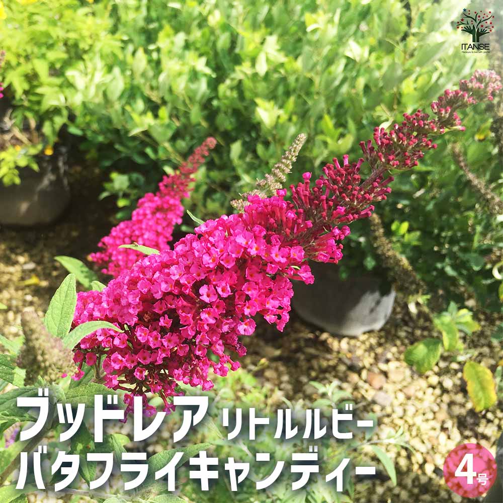ブッドレア バタフライキャンディー リトルルビー 【花木苗 4号