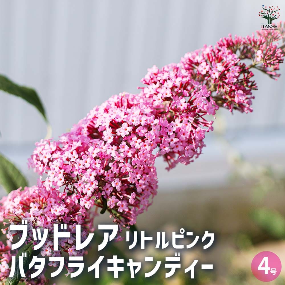 ブッドレア バタフライキャンディー リトルピンク 【花木苗 4号