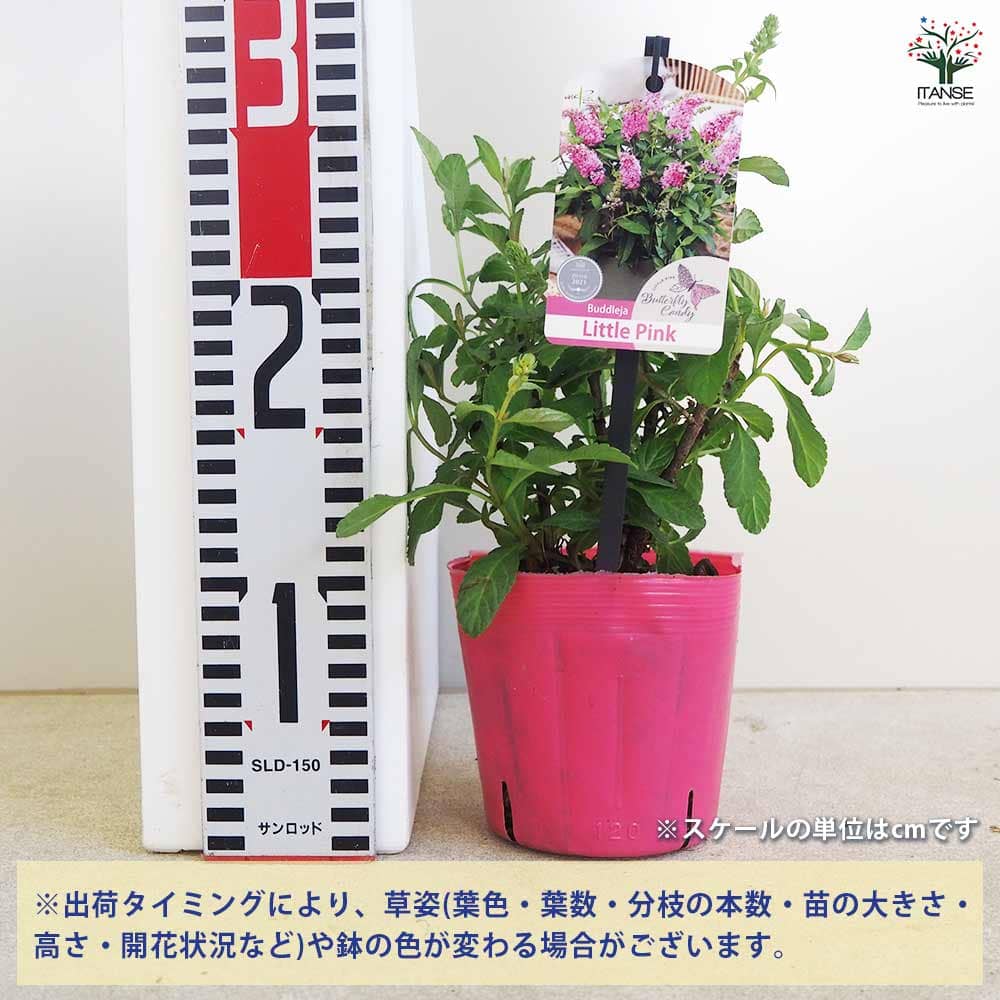 超レア希少！ハワイ限定 エンジェルキティ 花型キャンドル 赤 ピンク