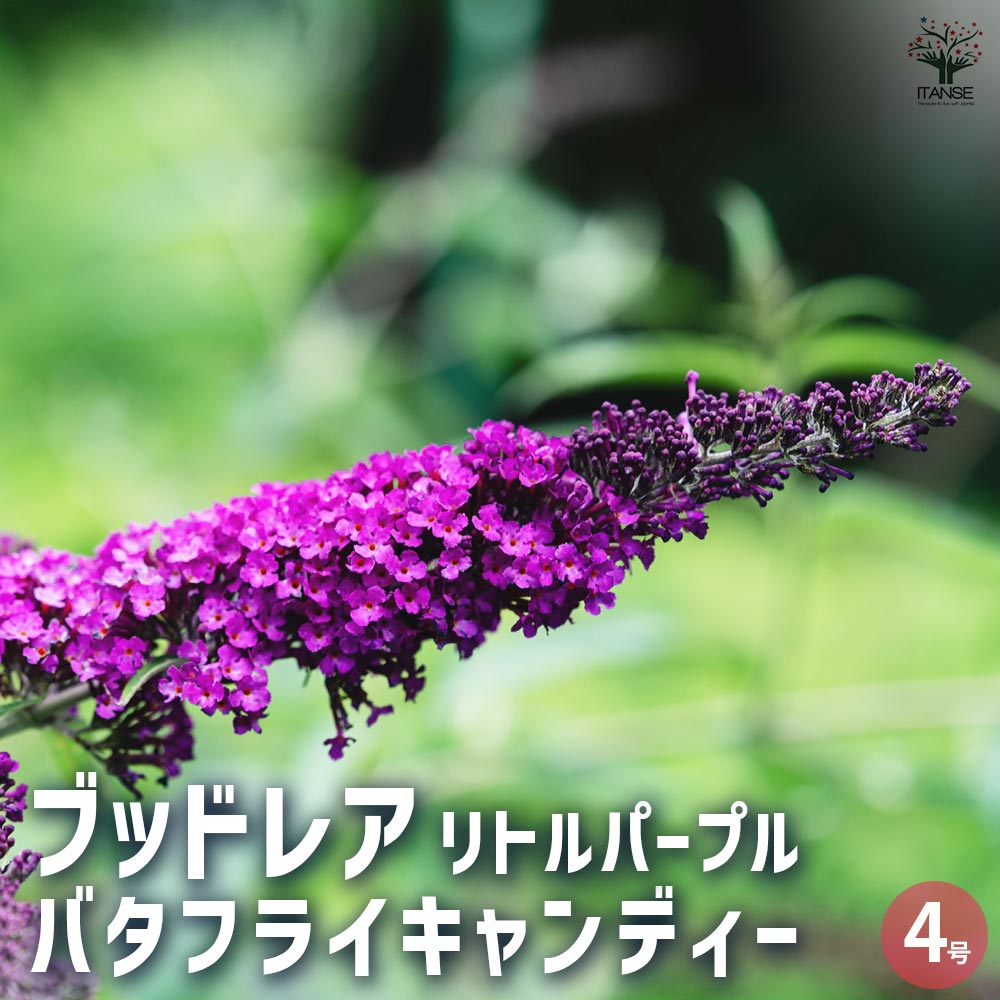 ブッドレア バタフライキャンディー リトルパープル 【花木苗 4号