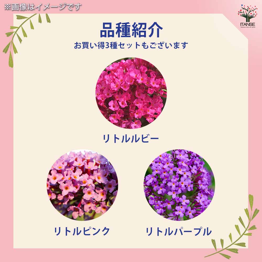 ブッドレア バタフライキャンディー 3種各1個セット／計3個 【花木苗 4
