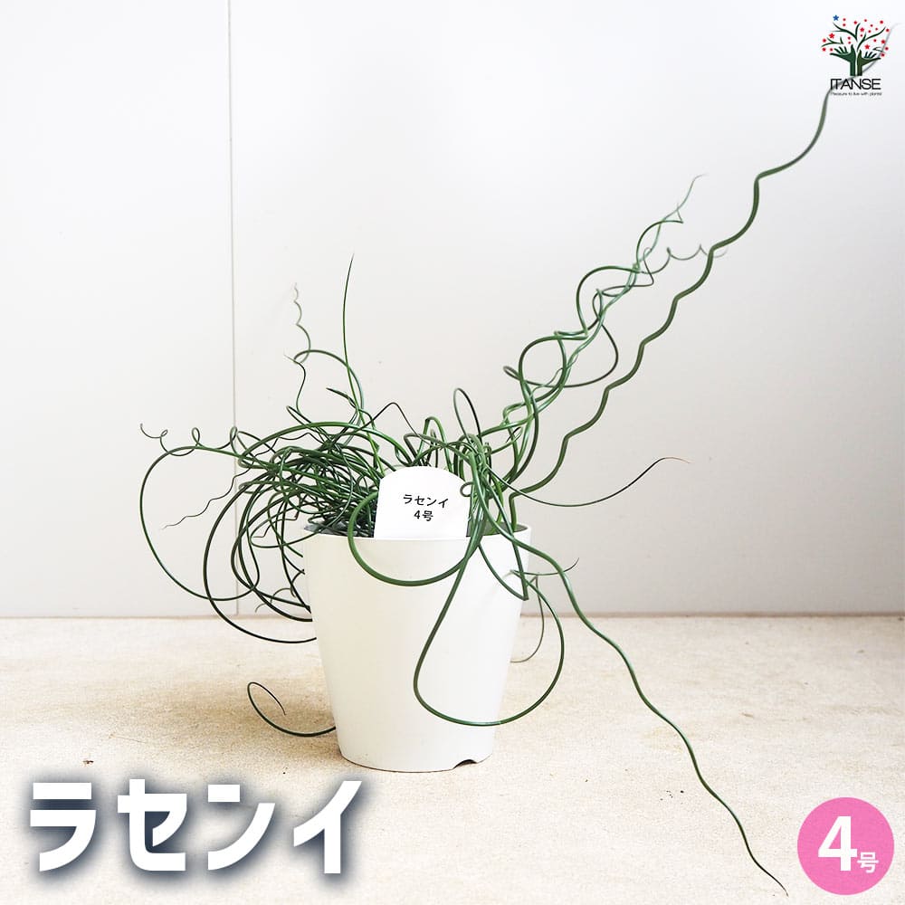 ラセンイ 【観葉植物 4号】