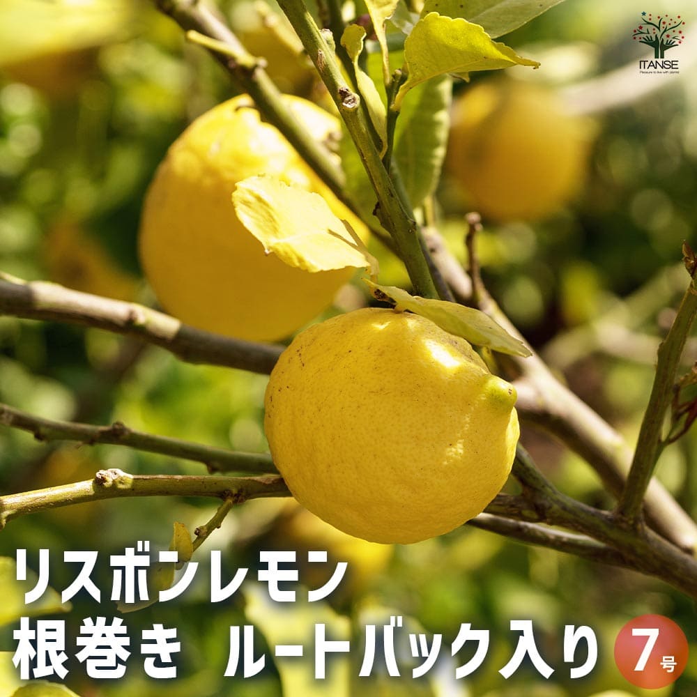 リスボンレモン 根巻き ルートバック入り 【果樹の苗木 7号／1個売り】