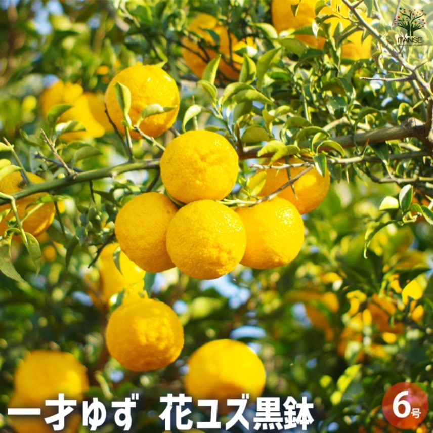 一才ゆず 花ユズ 【果樹の苗木 6号／1個売り】