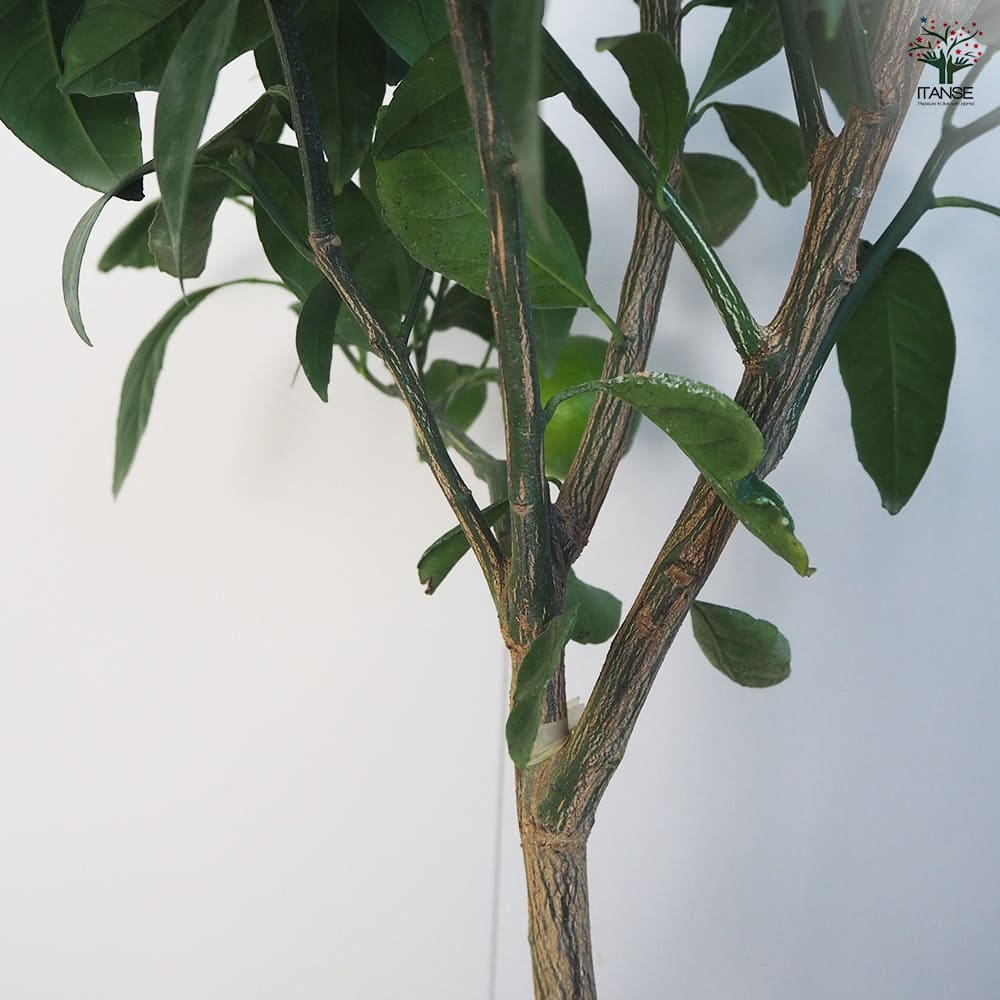 みかん 宮川早生 【果樹の苗木 7号／1個売り】｜ 【植物のITANSE