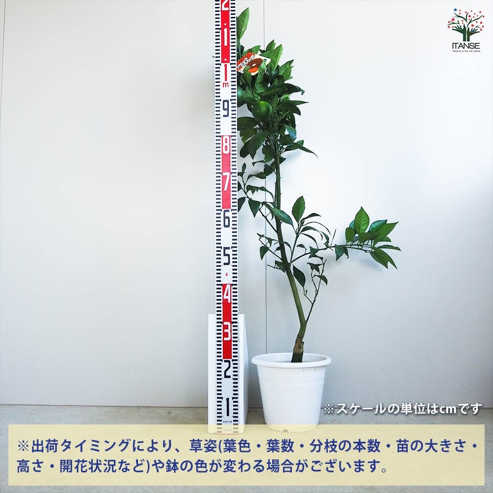 ブラッドオレンジ タロッコ 【果樹の苗木 7号／1個売り