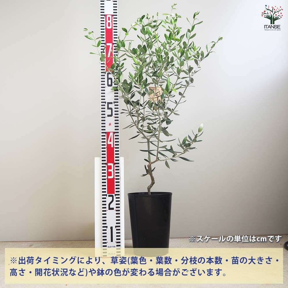 オリーブの木 コレッジョラ 約170cm NO.2034 大型 現品掲載 オリーブの