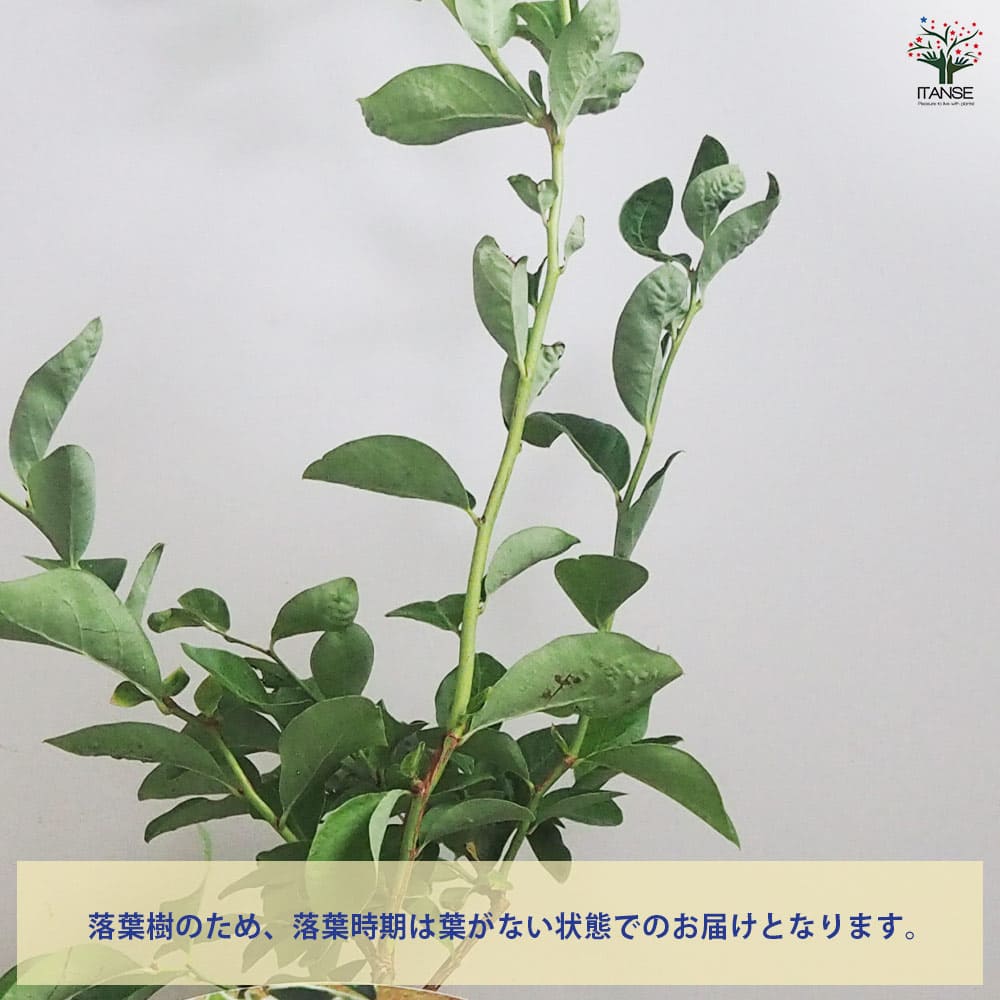 追加商品画像
