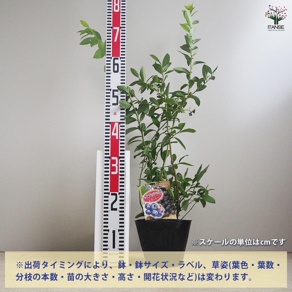 追加商品画像