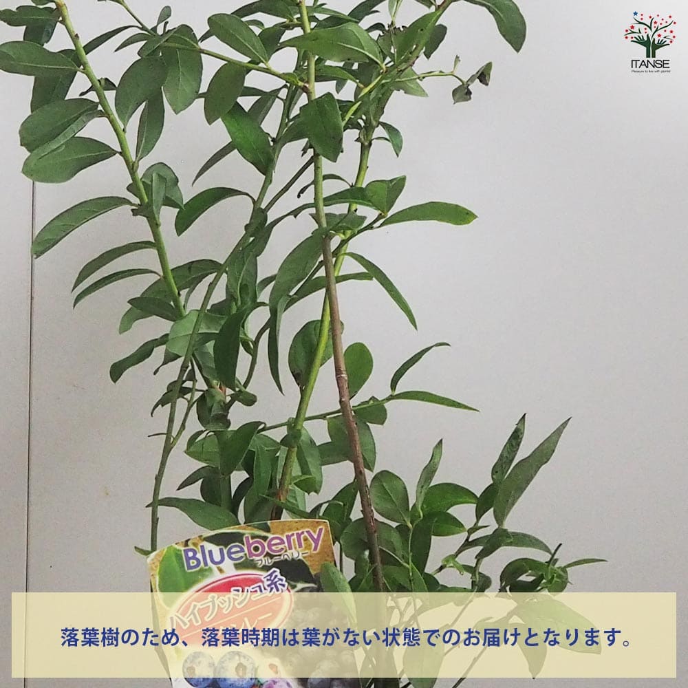 追加商品画像
