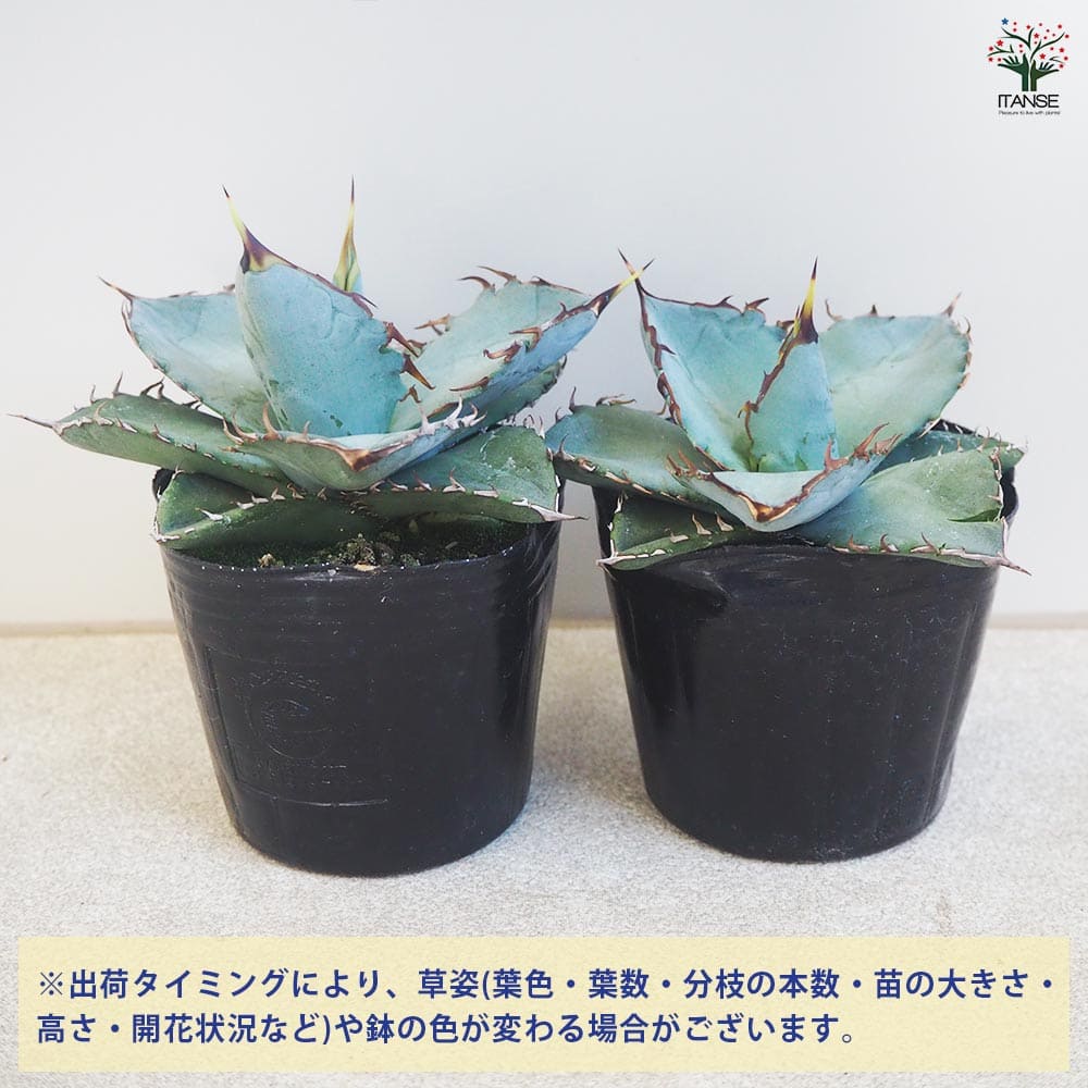 アガベ チタノタ ホワイトアイス 【多肉植物 3号】｜ 【植物の