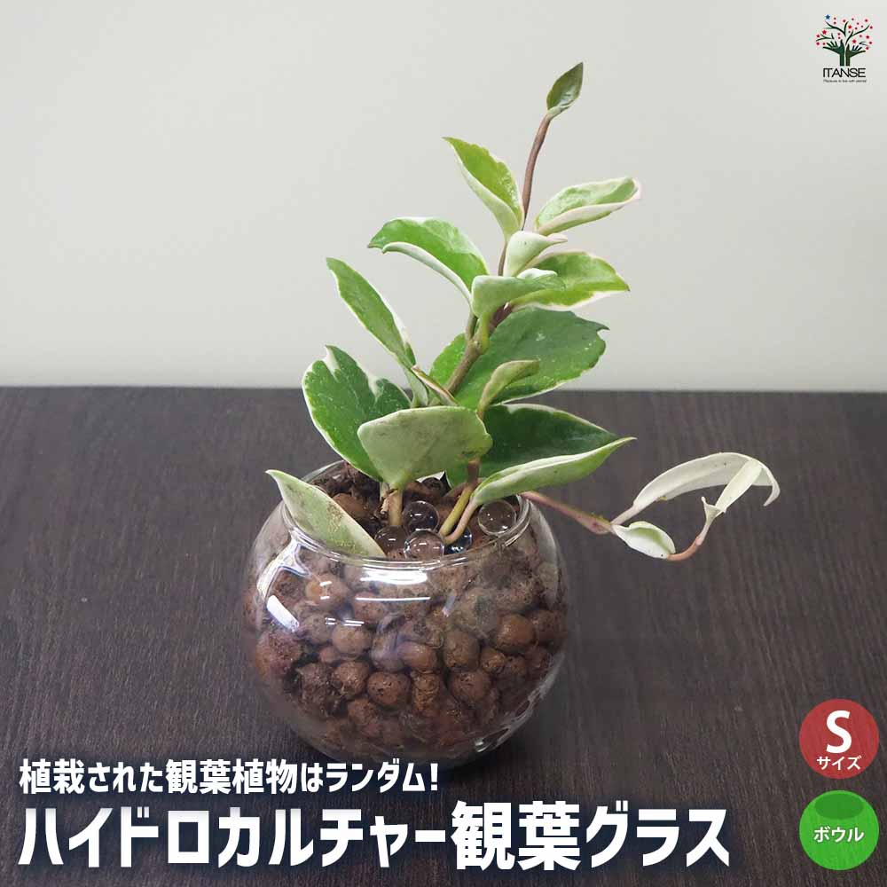 ハイドロカルチャー観葉グラス ボウル 【観葉植物 Sサイズ／1個売り
