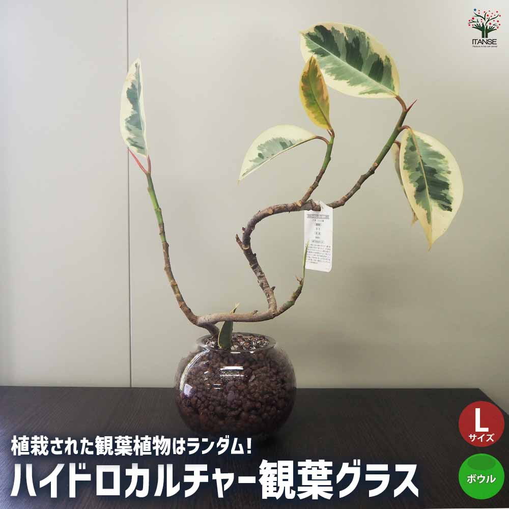 ハイドロカルチャー観葉グラス ボウル 【観葉植物 Lサイズ／1個売り】