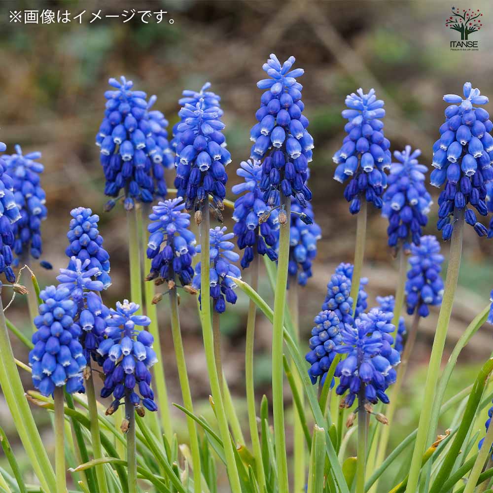 【球根】ムスカリ　ミックス　10球　ピンク　白　青　薄青　子株付き 園芸ネット本店｜ムスカリ混合10球入り の通販【公式】 【球根