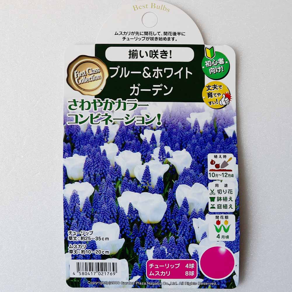 球根 ブルー＆ホワイトガーデン  【花球根 混合10球 】