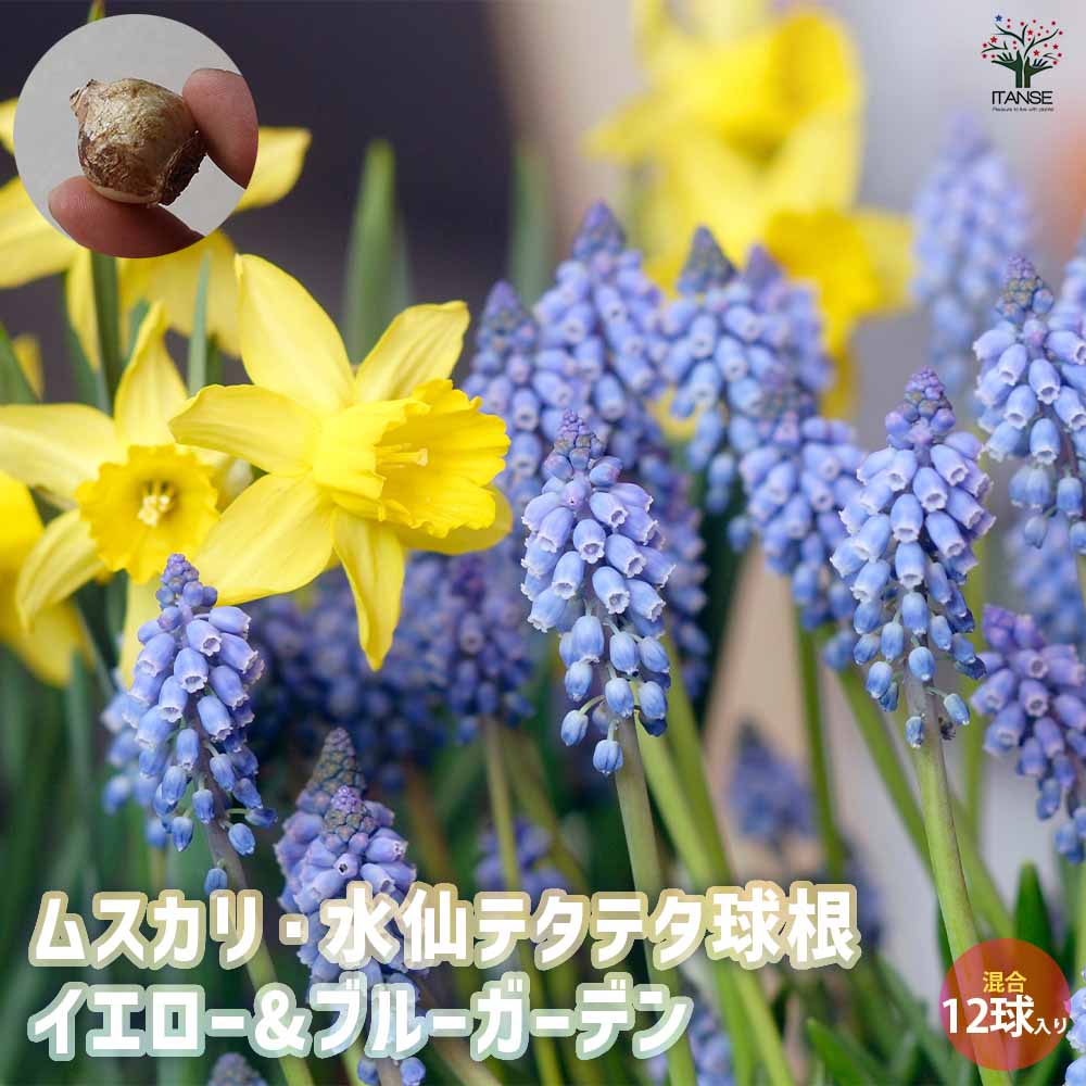 球根 イエロー＆ブルーガーデン  【花球根 混合12球／1個売り】