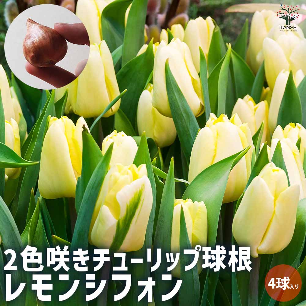 球根 2色咲きチューリップ レモンシフォン 【花球根 4球／1個売り】