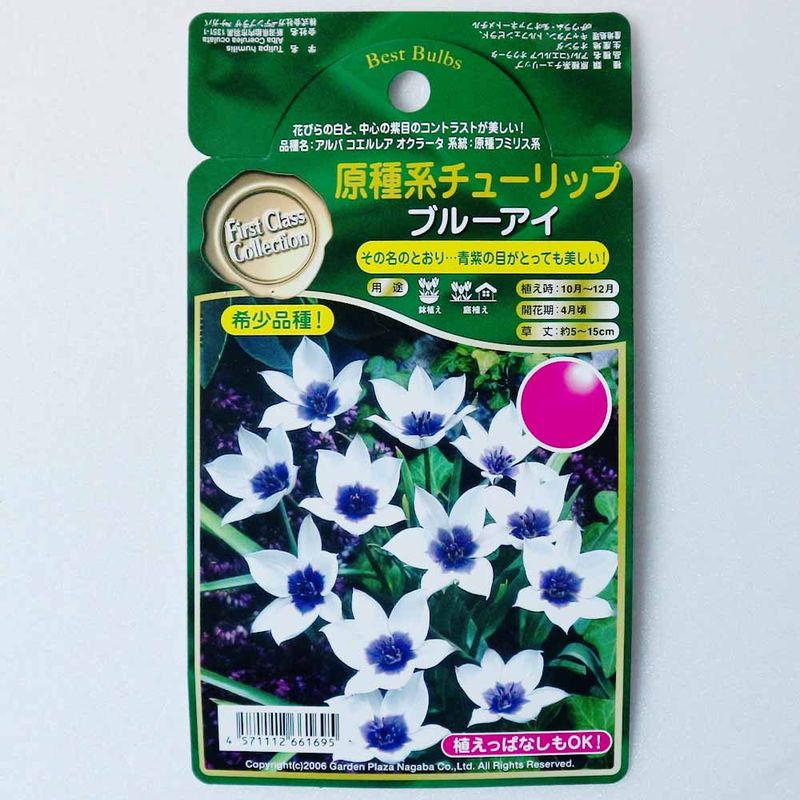 球根 八重咲き水仙 【花球根 混合5球／1個売り】｜ 【植物の