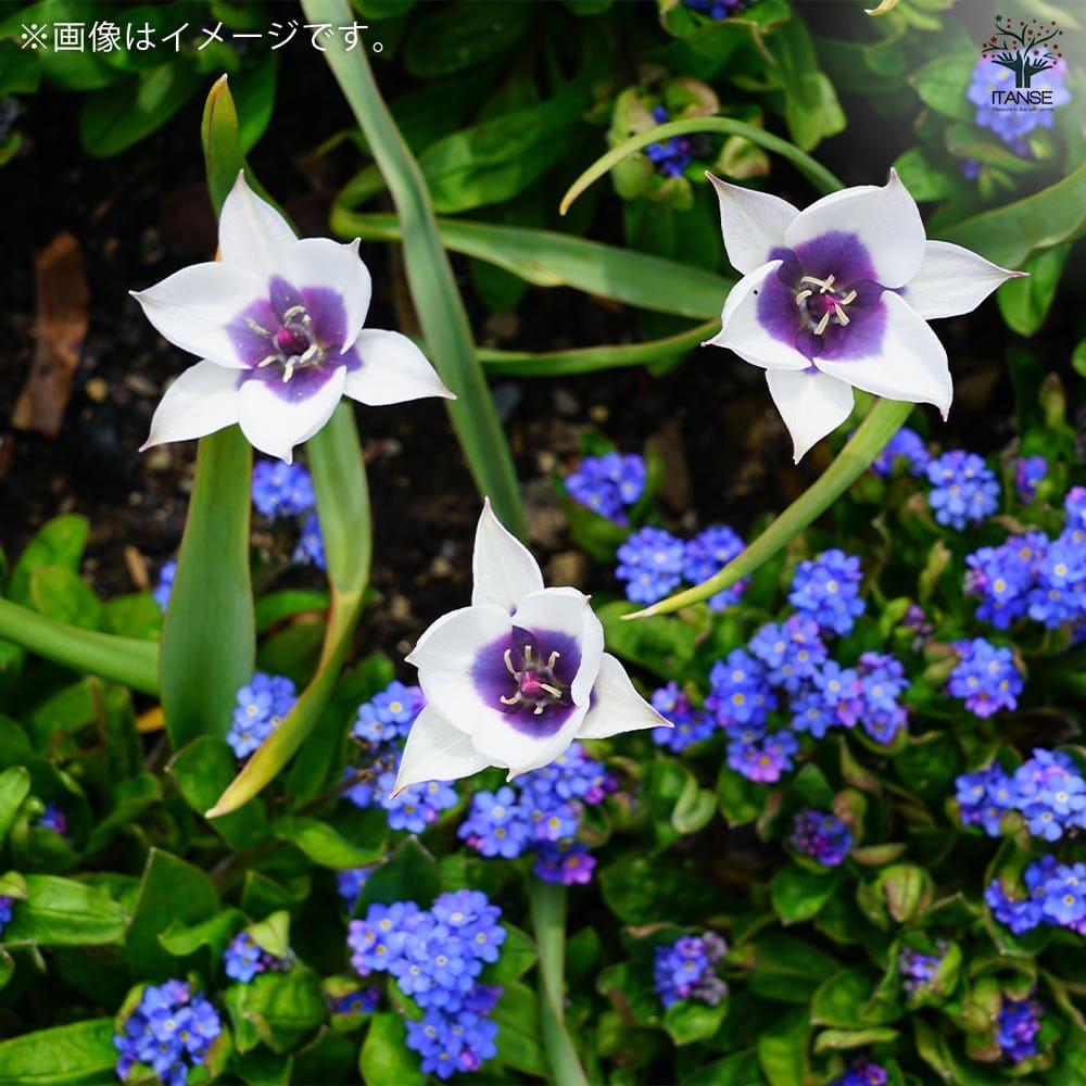 球根 原種系チューリップ ブルーアイ 【花球根 3球／1個売り