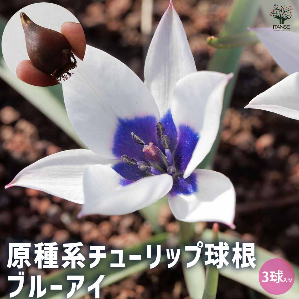 球根 原種系チューリップ ブルーアイ 【花球根 3球／1個売り】