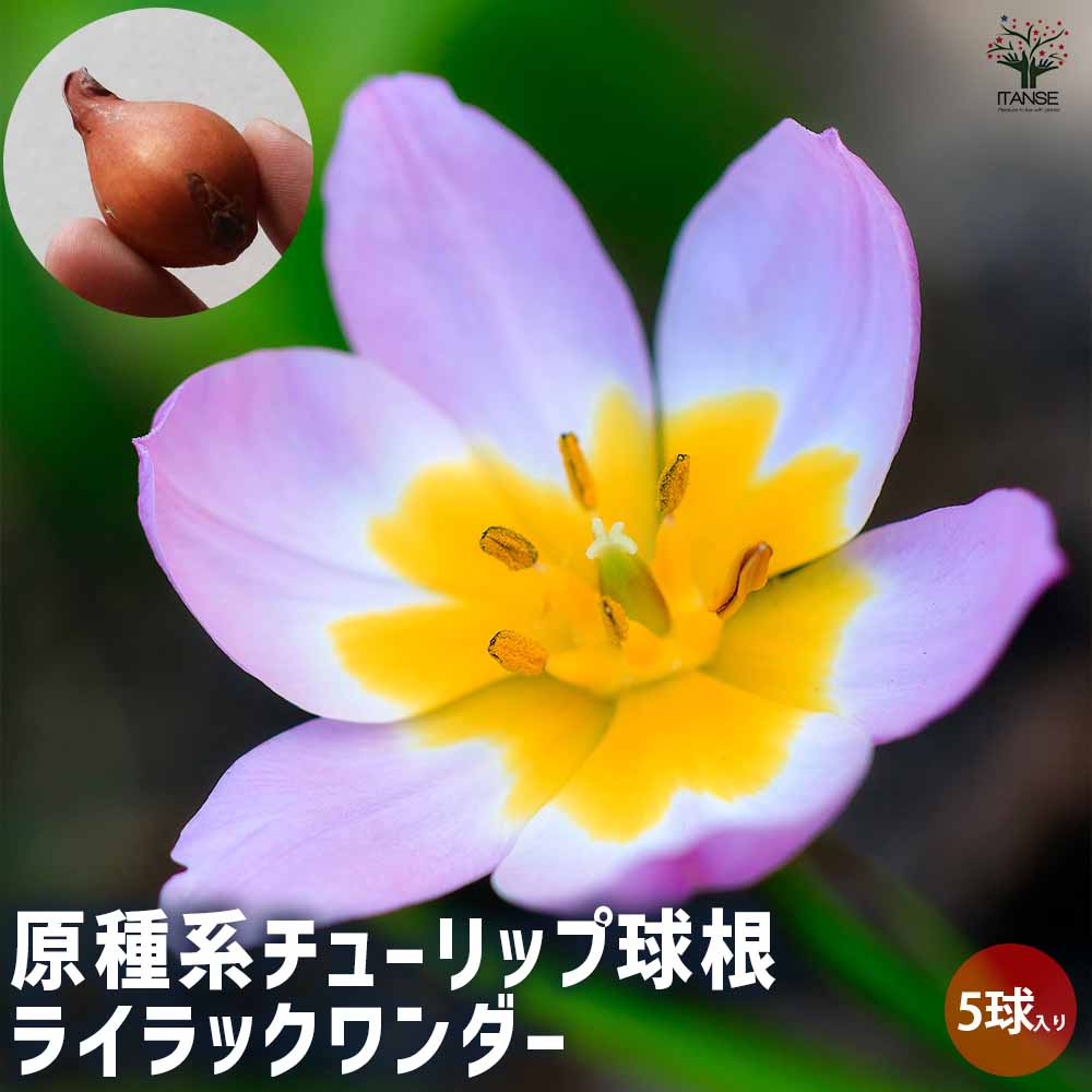 球根 原種系チューリップ ライラックワンダー 【花球根 5球／1個売り】