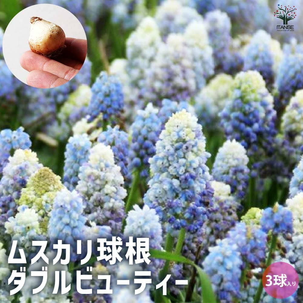 球根 ムスカリ ダブルビューティー 【花球根 3球／1個売り】