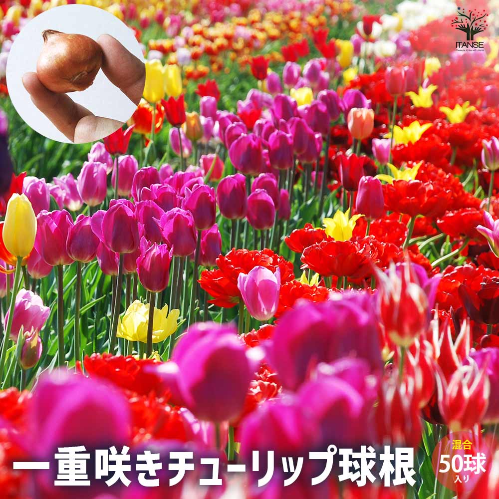 球根 一重咲きチューリップ  【花球根 混合50球／1個売り】