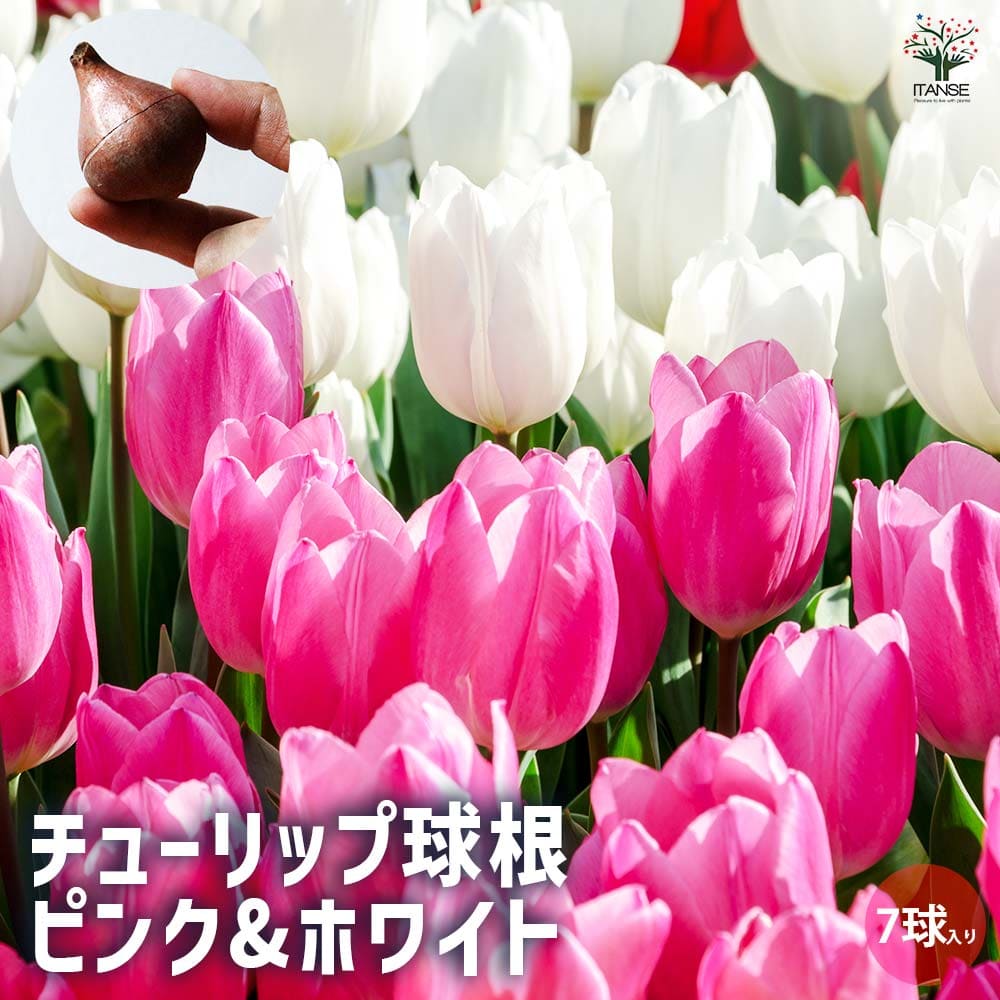 球根 チューリップ ピンク&ホワイト 【花球根 7球／1個売り】