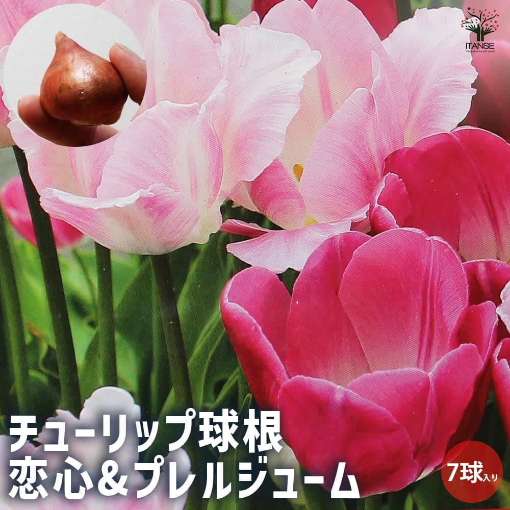 球根 チューリップ 恋心&プレルジューム 【花球根 7球／1個売り】