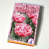 球根 八重咲きチューリップ クイーンズランド 【花球根 3球／1個売り】|球根類