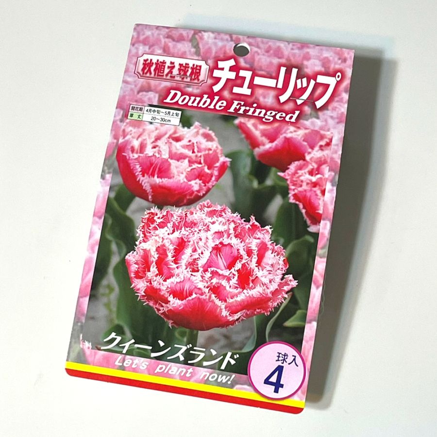 球根 八重咲きチューリップ クイーンズランド 【花球根 3球/1個売り】