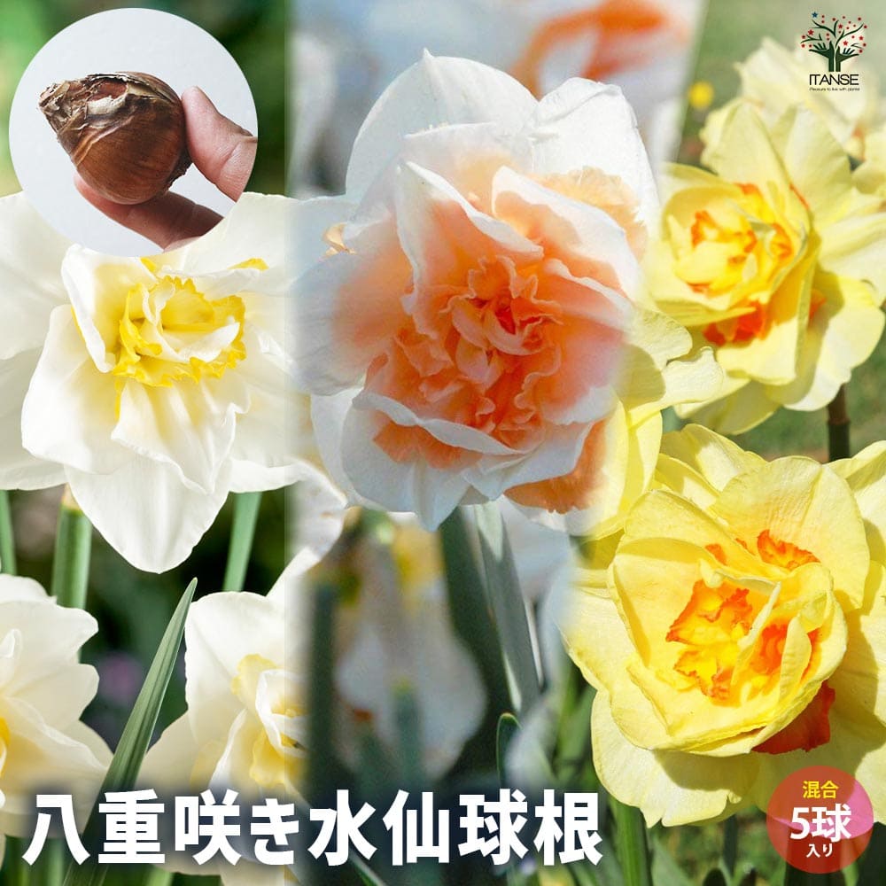 球根 八重咲き水仙  【花球根 混合5球／1個売り】