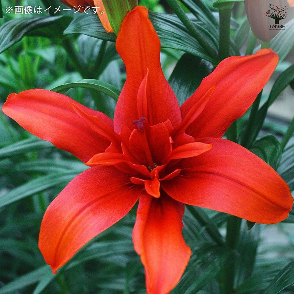 球根 八重咲きスカシユリ 【花球根 混合5球／1個売り】｜ 【植物の