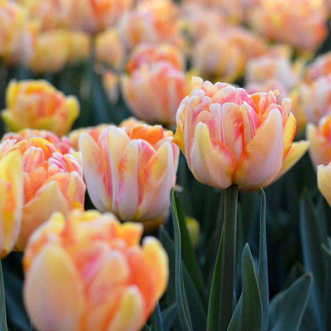 球根 八重咲きチューリップ フォクシーフォックストロット 【花球根 3