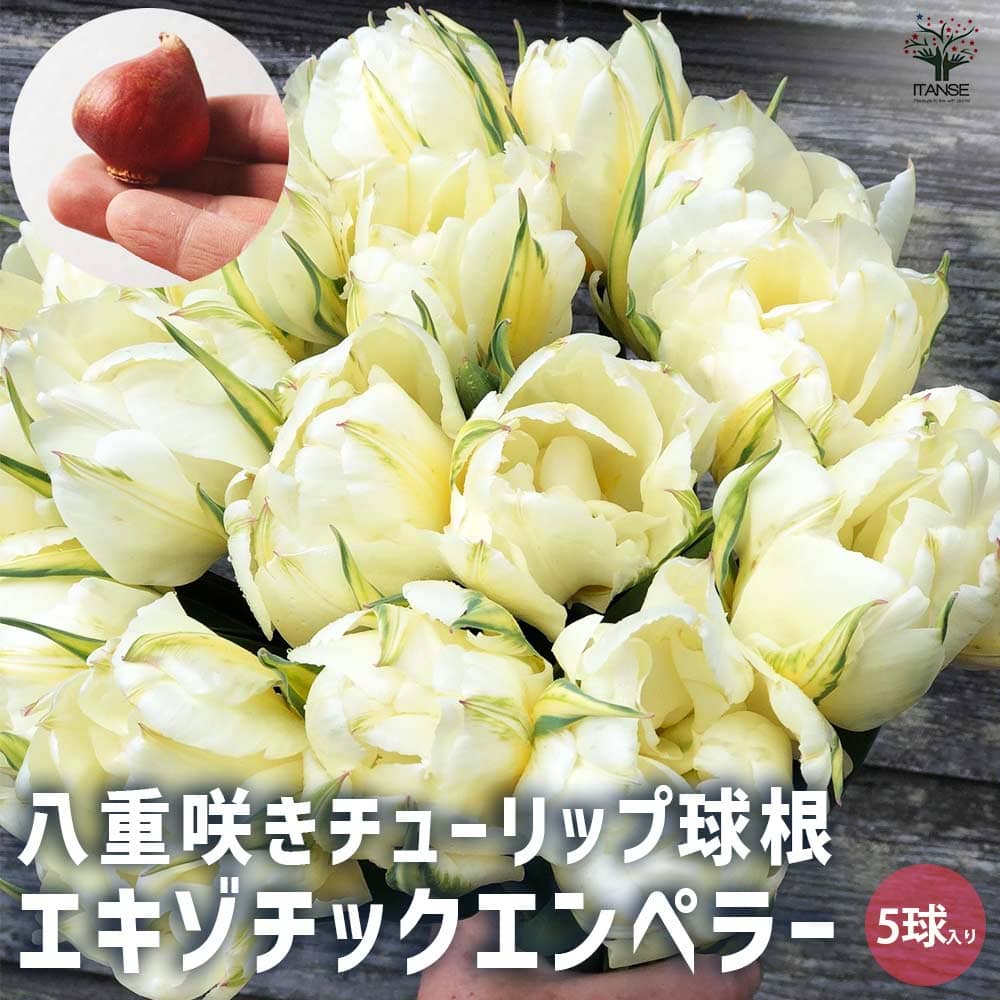 球根 八重咲きチューリップ エキゾチックエンペラー 【花球根 5球／1個売り】