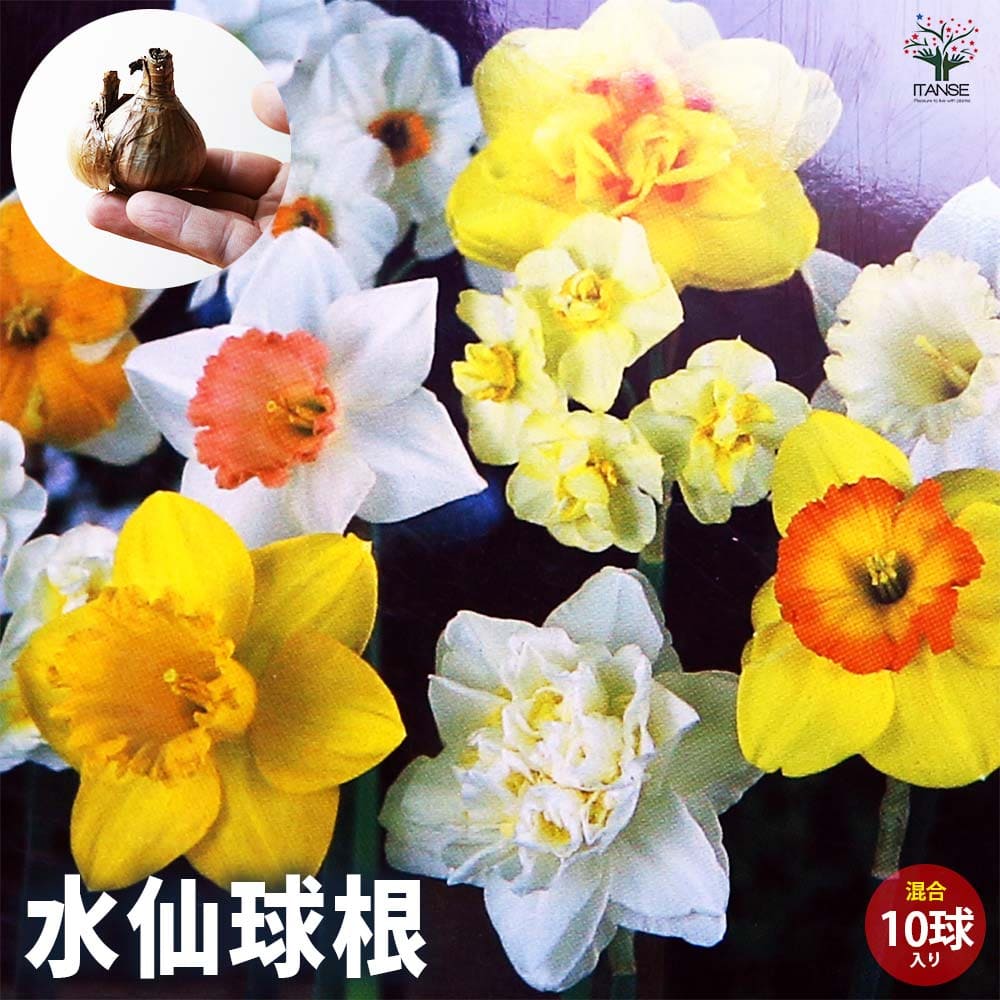 球根 水仙バラエティー  【花球根 混合10球／1個売り】