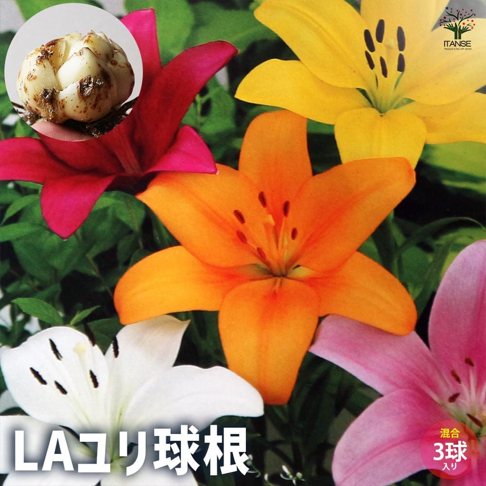 球根 LAユリ 【花球根 混合3球／1個売り】｜ 【植物のITANSE
