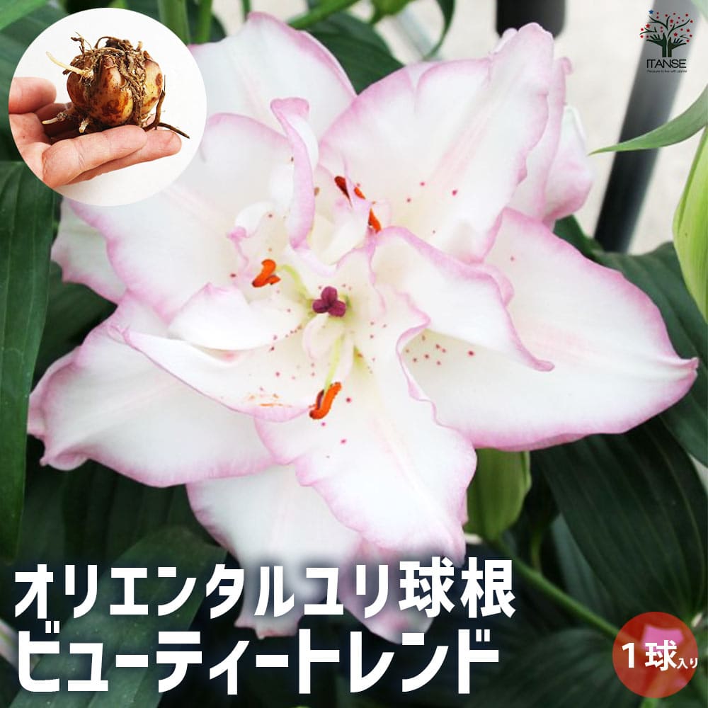 球根 オリエンタルリリー ビューティートレンド 【花球根 1球／1個売り】