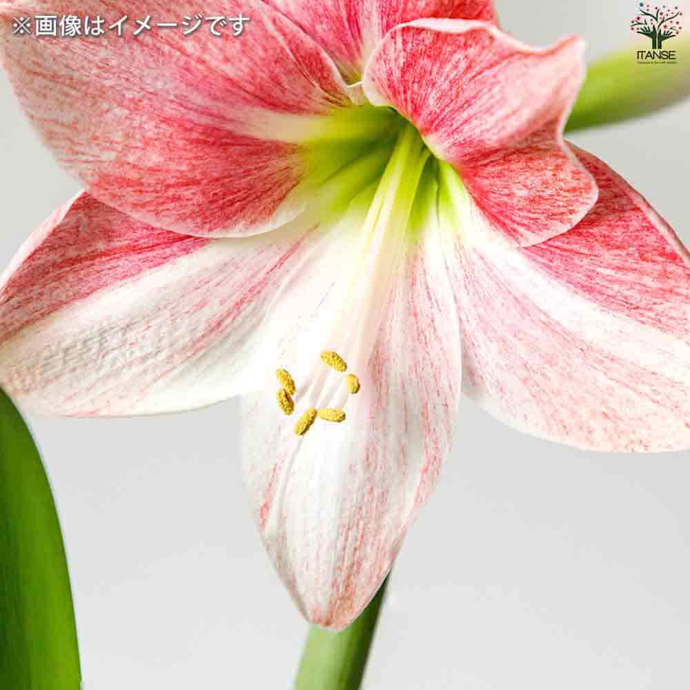 球根 アマリリス(一重) ロージースター 【花球根 1球／1個売り