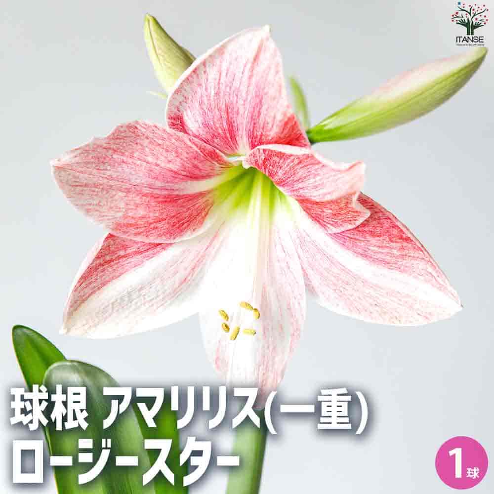 球根 アマリリス(一重) ロージースター 【花球根 1球／1個売り】