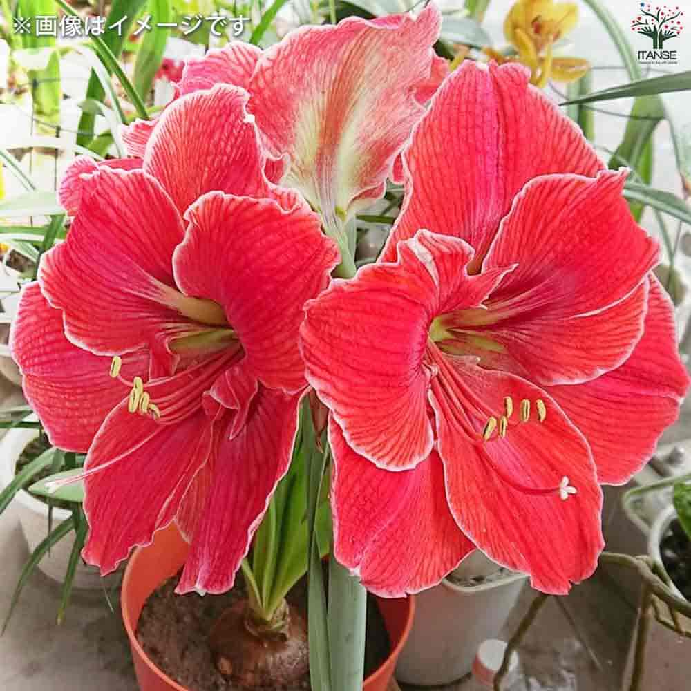 Moeマジックアマリリス3種 マジックアマリリス 3個